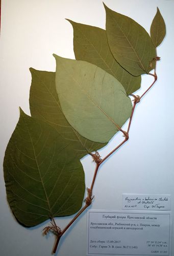 Reynoutria × bohemica (Bohemian Knotweed) (alternate view 9)