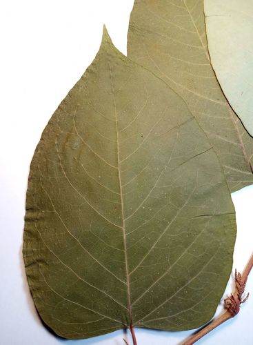 Reynoutria × bohemica (Bohemian Knotweed) (alternate view 10)