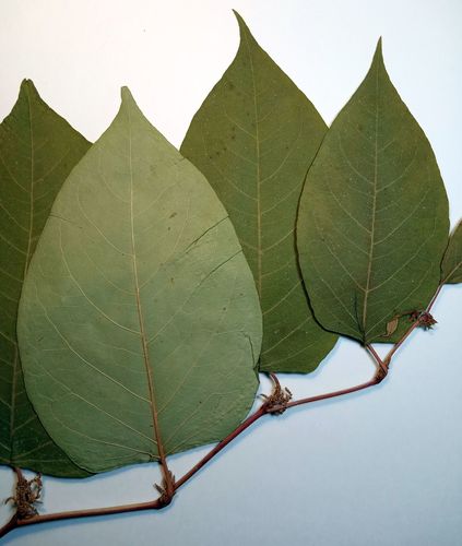 Reynoutria × bohemica (Bohemian Knotweed) (alternate view 11)