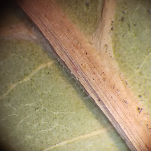 Reynoutria × bohemica (Bohemian Knotweed) (alternate view 12)