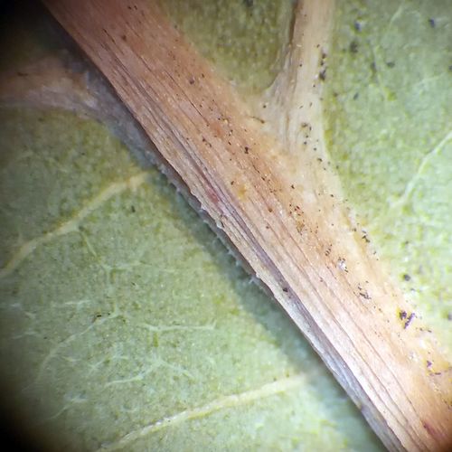 Reynoutria × bohemica (Bohemian Knotweed) (alternate view 13)