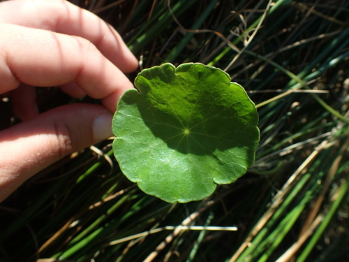 Hydrocotyle vulgaris (Marsh Pennywort)