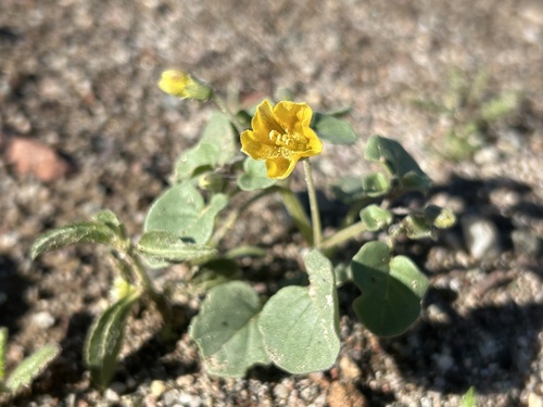 Physalis crassifolia (Thickleaf Groundcherry) (alternate view 5)