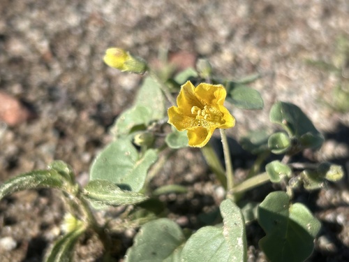 Physalis crassifolia (Thickleaf Groundcherry) (alternate view 3)