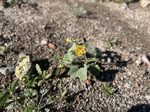 Physalis crassifolia (Thickleaf Groundcherry) (alternate view 4)