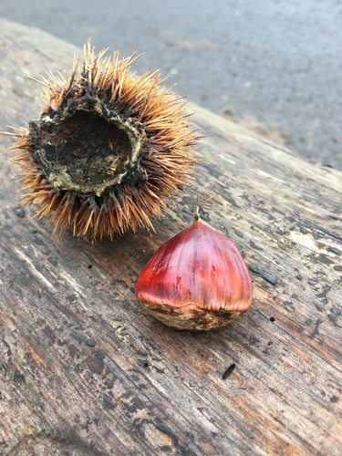 Castanea sativa (Sweet Chestnut)