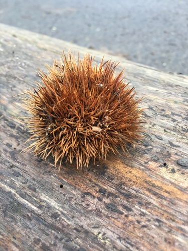 Castanea sativa (Sweet Chestnut)