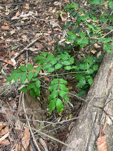 Polyscias elegans (celery wood)