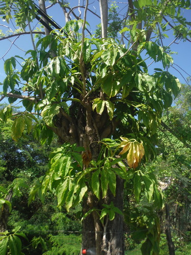 Syngonium podophyllum (Arrowhead Plant)