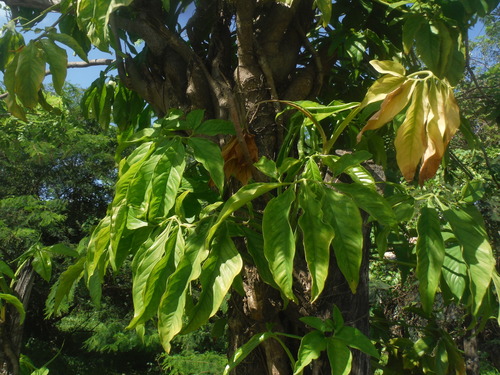 Syngonium podophyllum (Arrowhead Plant)