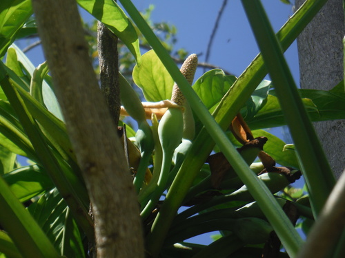 Syngonium podophyllum (Arrowhead Plant)