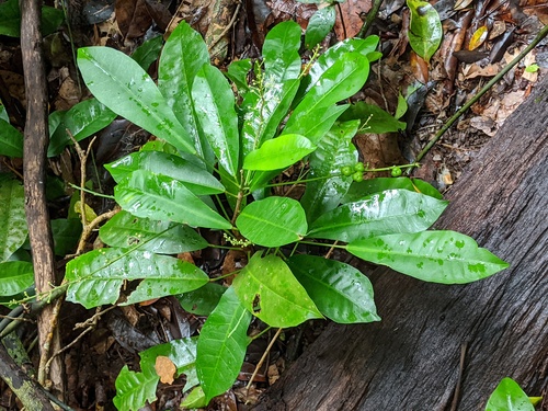 Codiaeum (alternate view 8)