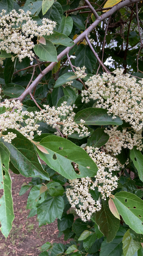 Commersonia bartramia (Brown Kurrajong) (alternate view 3)