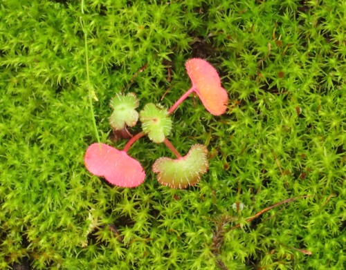 Geranium lucidum (shiny geranium) (alternate view 4)