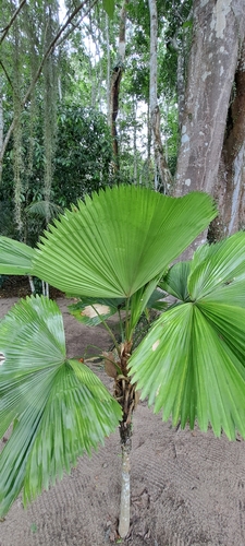 Licuala grandis (Ruffled Fan Palm)