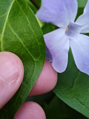 Vinca difformis (Intermediate Periwinkle)