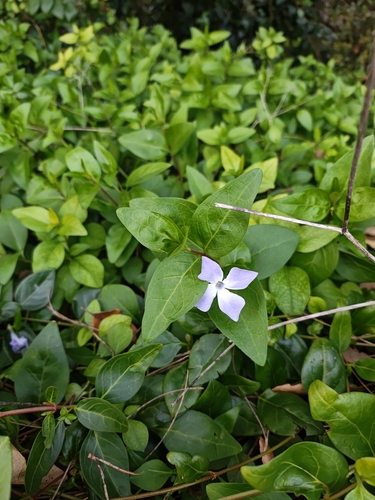 Vinca difformis (Intermediate Periwinkle)