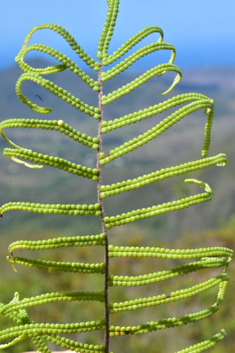 Gleichenia dicarpa (Pouched Coral Fern) (alternate view 4)