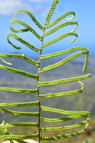 Gleichenia dicarpa (Pouched Coral Fern) (alternate view 5)