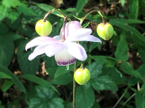 Anemonopsis macrophylla (False Anemone)
