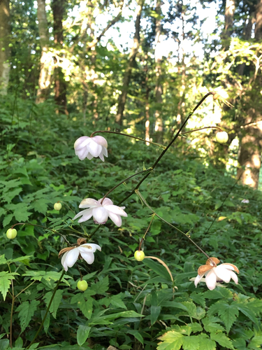 Anemonopsis macrophylla (False Anemone)