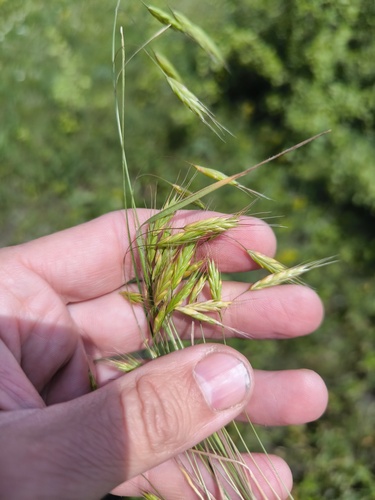 Bromus japonicus (Japanese brome) (alternate view 7)