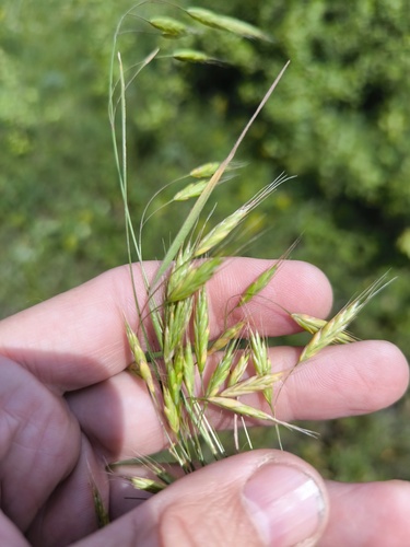Bromus japonicus (Japanese brome) (alternate view 6)