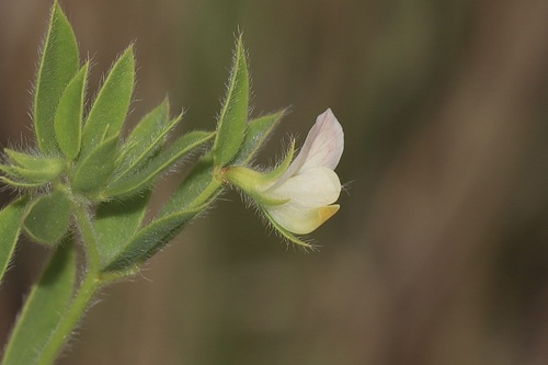 Acmispon americanus (Spanish clover) (alternate view 2)