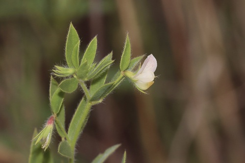 Acmispon americanus (Spanish clover)