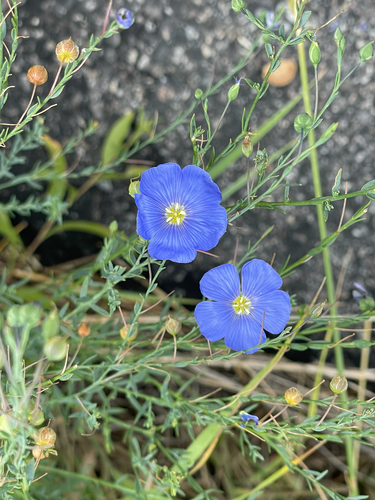 Linum lewisii (Lewis flax) (alternate view 7)