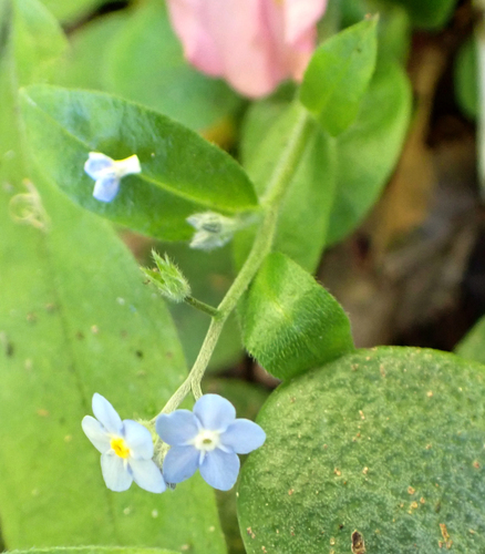 Myosotis latifolia (broadleaf forget-me-not) (alternate view 3)