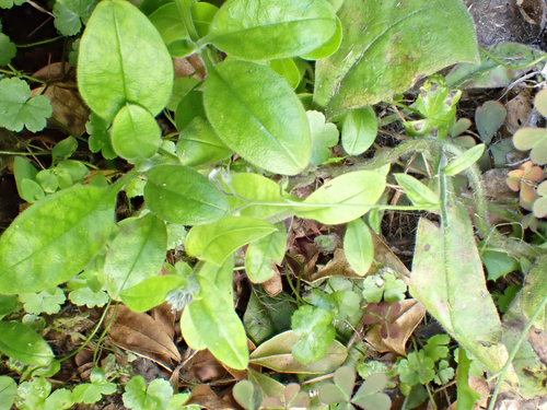 Myosotis latifolia (broadleaf forget-me-not) (alternate view 5)