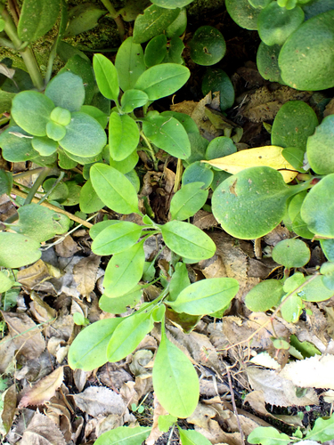 Myosotis latifolia (broadleaf forget-me-not) (alternate view 4)