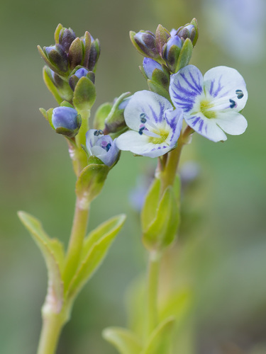 Veronica serpyllifolia (thyme-leaved speedwell)