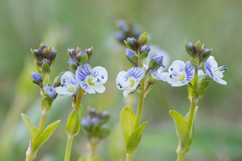Veronica serpyllifolia (thyme-leaved speedwell)