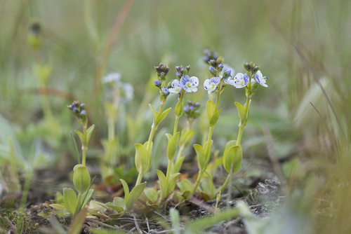 Veronica serpyllifolia (thyme-leaved speedwell)