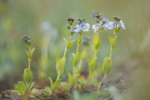 Veronica serpyllifolia (thyme-leaved speedwell)