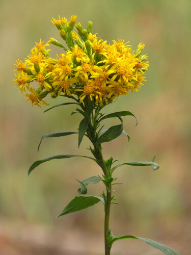 Solidago virgaurea (European goldenrod)
