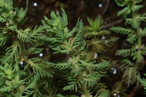 Myriophyllum aquaticum (parrotfeather) (alternate view 5)