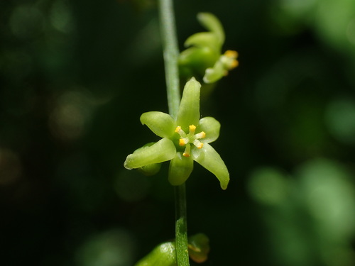 Dioscorea communis (Black Bryony)