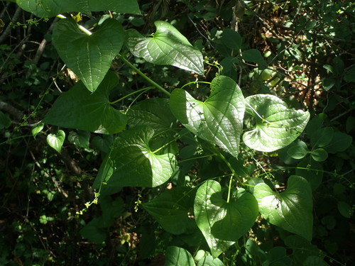 Dioscorea communis (Black Bryony)