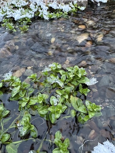Veronica beccabunga (Brooklime)