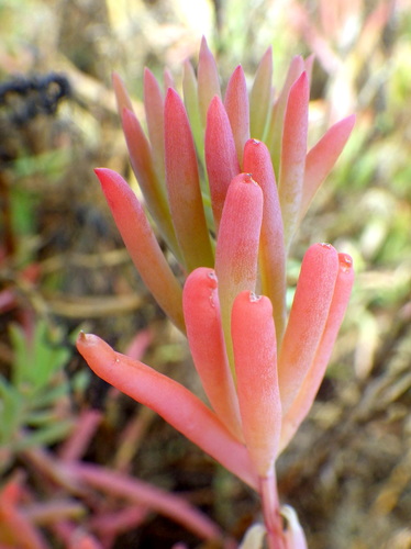 Suaeda australis (Austral Seablite)