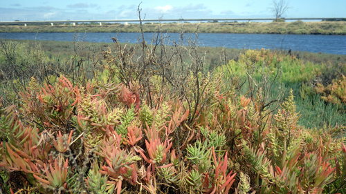 Suaeda australis (Austral Seablite) (alternate view 2)