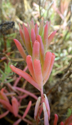 Suaeda australis (Austral Seablite) (alternate view 3)