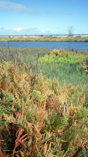 Suaeda australis (Austral Seablite) (alternate view 4)