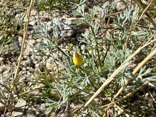 Eschscholzia minutiflora (Little Gold Poppy) (alternate view 4)