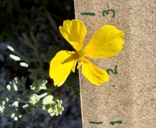 Eschscholzia minutiflora (Little Gold Poppy) (alternate view 3)