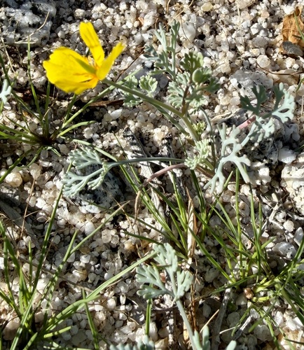 Eschscholzia minutiflora (Little Gold Poppy) (alternate view 2)