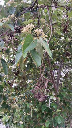 Commersonia bartramia (Brown Kurrajong) (alternate view 4)